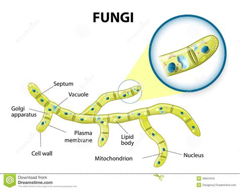Diagram Of Fungi Cell Wiring Schematic Online