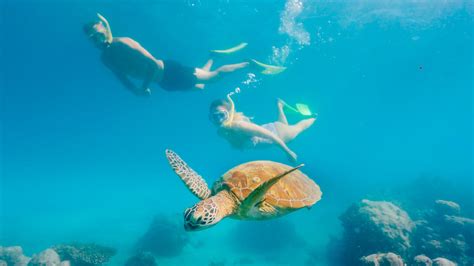 Cairns Best Green Island Tours Great Barrier Reef Australia