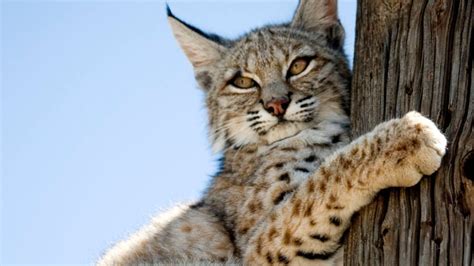 80 year old woman attacked mauled by rabid bobcat in garden