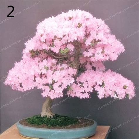 Bonsai Tree japanese Sakura Seeds Rare Japanese Cherry ...