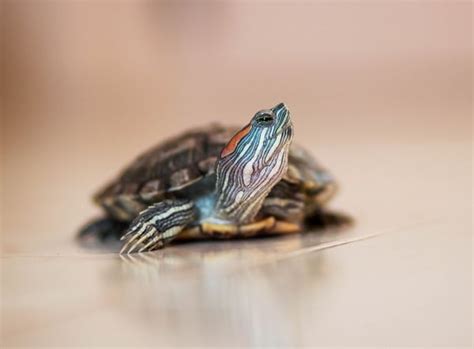 19 Red Eared Slider Fun Facts You Don’t Know – The Turtle Hub