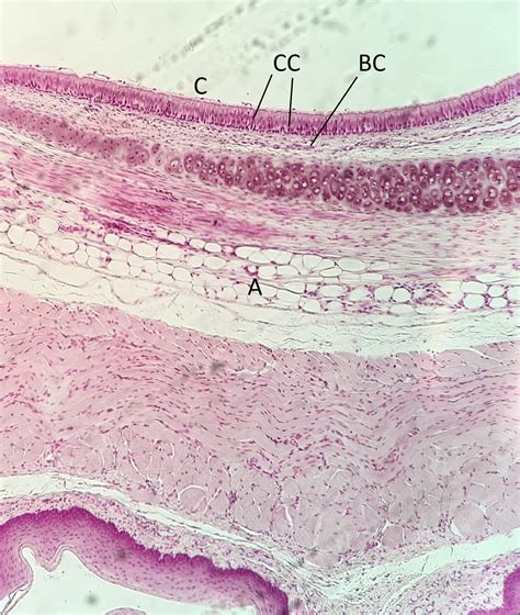 Simple Squamous Epithelial Tissue Under Microscope