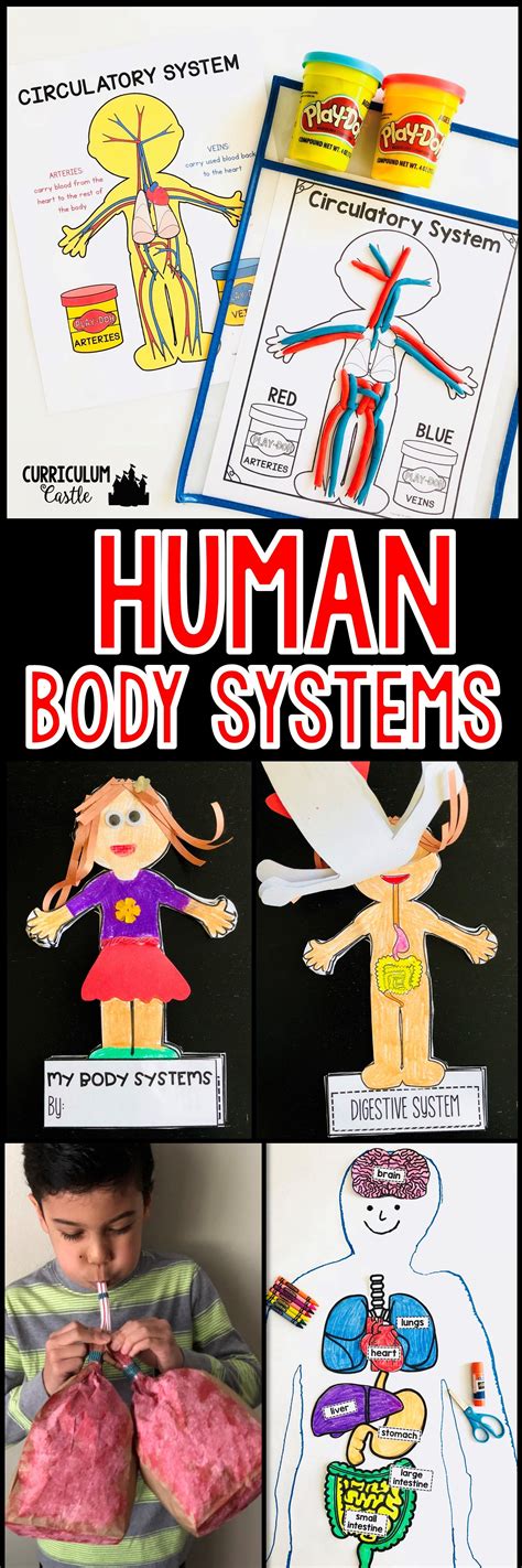 Human Body Systems Activities Human Body Systems Science Activities