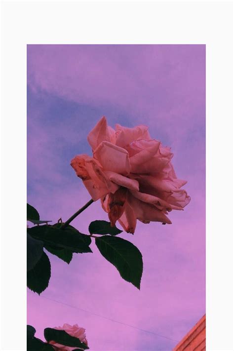 A Pink Rose Is Blooming In Front Of A Purple Sky