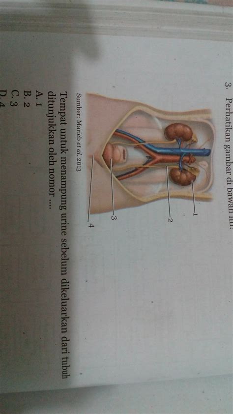3 Proses Pembentukan Urine Beserta Gambar Dan Tabel S - vrogue.co