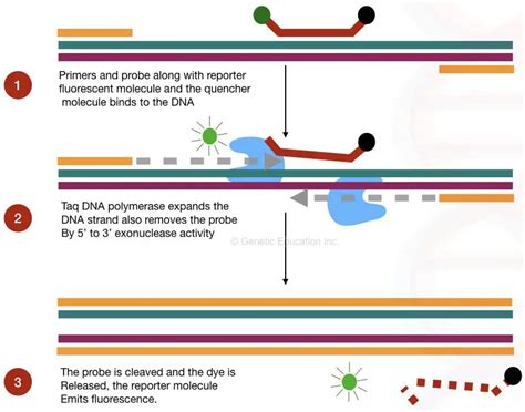 Dna Probes Labelling Types And Uses