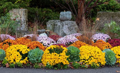 How To Plant Mums In Fall The Home Depot