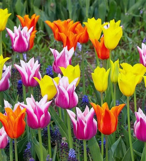 Top Beautiful Tulips Flowers Images Top Collection Of Different Types