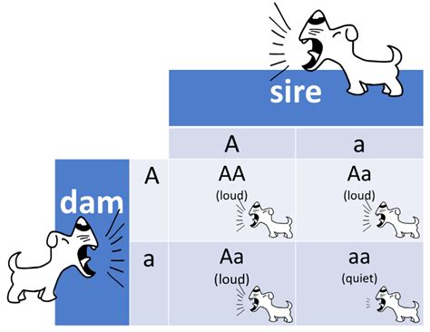 A punnett square is a graphical representation of the possible genotypes of an offspring arising from a some terms are often used in the study of genetics and these are particularly useful in understanding the. Example of punnett square with genotype and phenotype