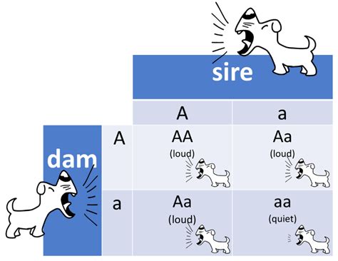 After you've set up the square, you start filling it in. Example of punnett square with genotype and phenotype