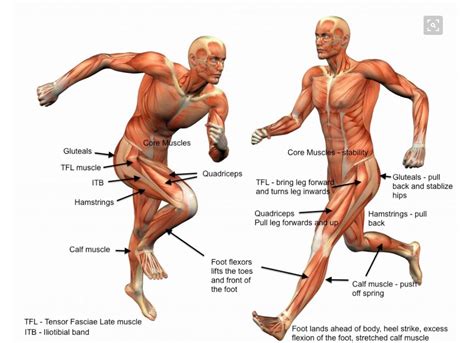 Try this simple activity and find out how you knowing these simple ratios can even make you a better artist! The Anatomy of a Runner: it's all about that bass (the ...
