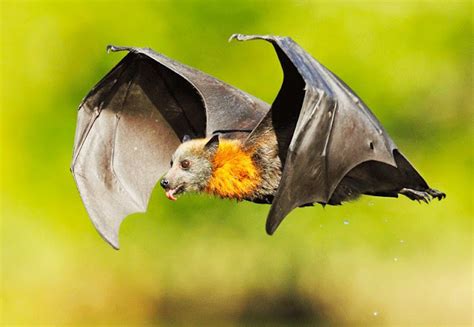 Grey Headed Flying Fox Interesting Facts Pictures And Other Information