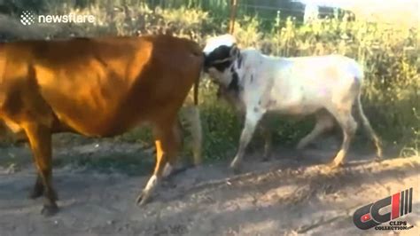 Funny Cow Mating Fail Youtube