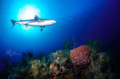 Reef Sharks Corals Best Friend Mozaik Uw