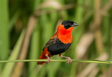 Meet The Orange Birds Of North America Hard To Sight Birds