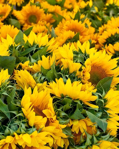 We offer sunflower husk for the agricultural industry as for its use, as biofuels. Sunflowers 3119 | These were for sale at the farmers ...