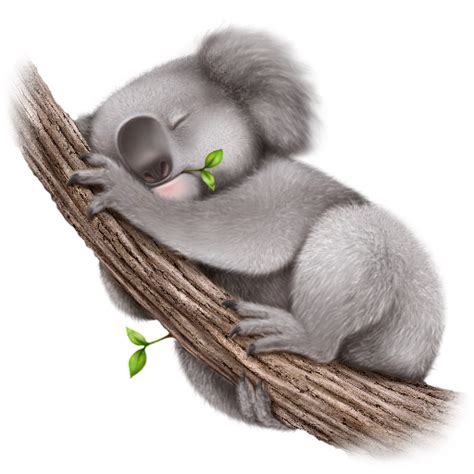 Koala Hd Transparent Datei Png Play