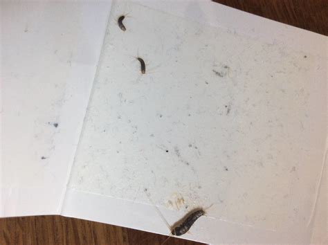 Silberfische übertragen keine krankheiten, sie verursachen keinen dreck und sie beschädigen ihre wohnung nicht. Silberfische bekämpfen - Haushaltsgoetter