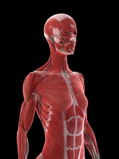 These include the liver and kidneys. Anono My Of Upper Body : In the human body the muscles of ...