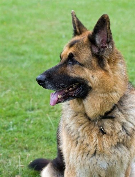 Types of German Shepherds: A Dog Varieties Guide | PetHelpful Complete list of akc recognized dog breeds.