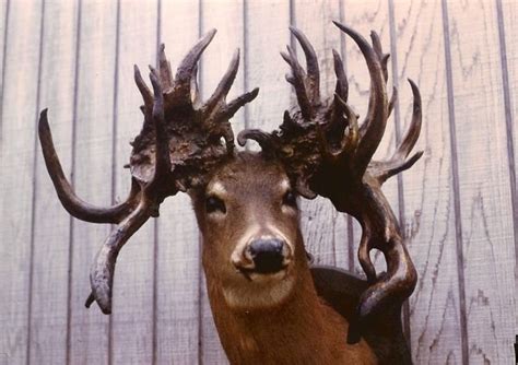Louisianas Big Buck Locations For Trophy Deer Hunting
