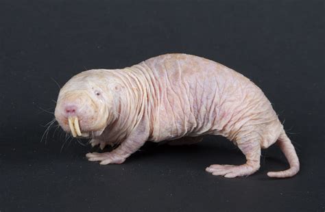 Creature Feature Naked Mole Rat