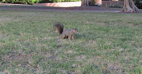 Squirrel Album On Imgur
