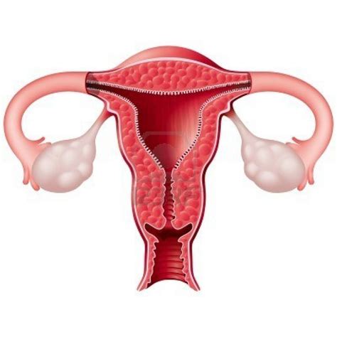Where is the female reproductive system found female reproductive system male reproductive system with label 78036692343bfac01b8b38. Female Reproductive System Blank Diagram - ClipArt Best