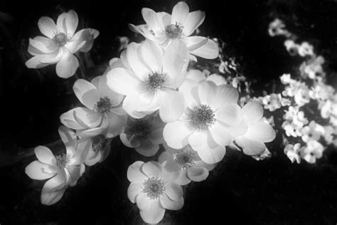 Surprisingly, i discovered that converting a brilliantly colored flower photo into black and white reveals its structure and brings out an indefinable living essence that is otherwise masked by color. Black and white flowers | Just a light touch of Orton at ...