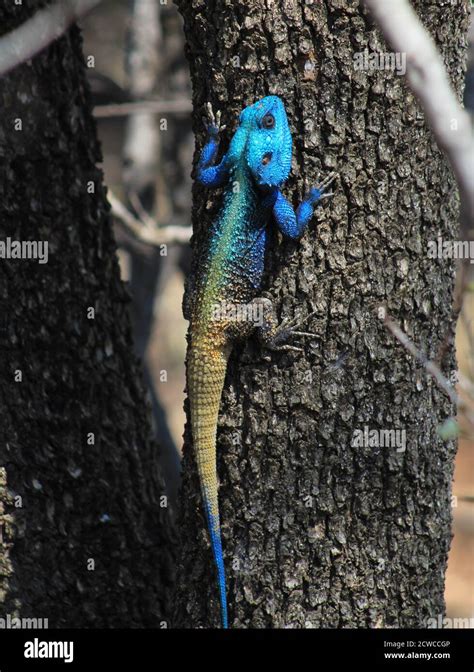 Blue Headed Lizard On Tree Stock Photo Alamy