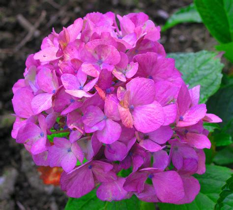 Hydrangea Macrophylla Cardinal Red The Bright Red Or Purplish Blue Mophead Flowers Retain