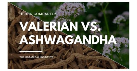 Valerian Root Vs Ashwagandha 3 Vital Differences Explained The