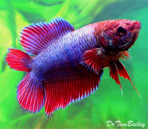I also specialize in aquatic plants and have an outdoor. Female Betta Fish for Sale - AquariumFish.net