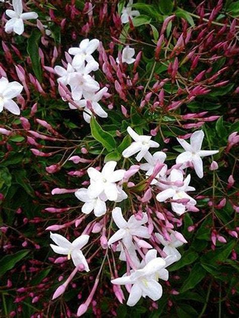 Jasmine Plant How To Grow Care Guide