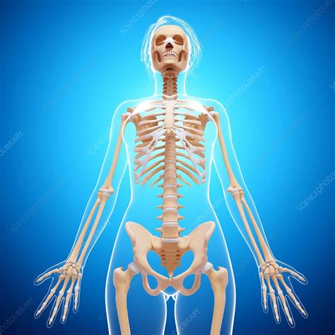 Female Skeleton Artwork Stock Image F0074367 Science Photo Library
