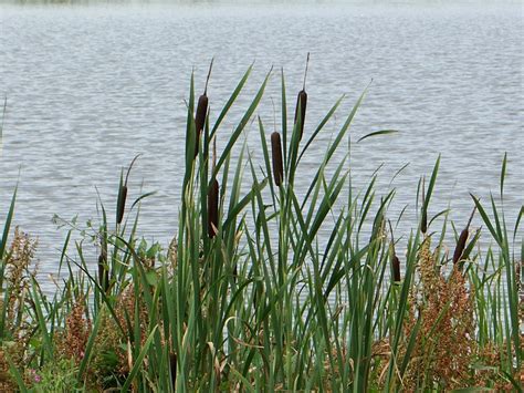Reeds Free Photo Download Freeimages
