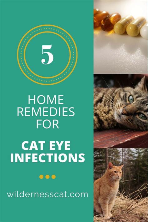 Home Remedies For Cat Eye Infection Cat Eye Infection Eye Infections