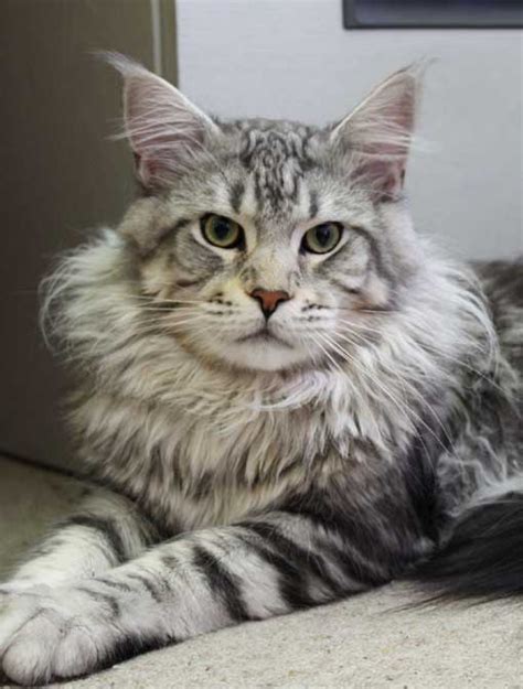 These huge feline furballs come in many colors and patterns, are. 84 best Maine Coon images on Pinterest | Kawaii cat ...
