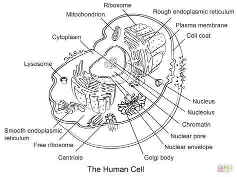 Estructura De La Celula Eucariota Para Colorear 2020 Idea E Inspiración