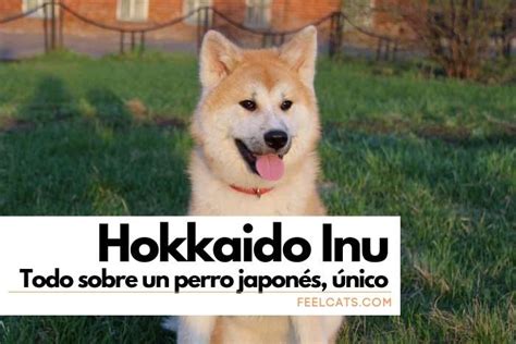 Perro Hokkaido Inu Cuidados Carácter Curiosidades Y Fotos Feelcats