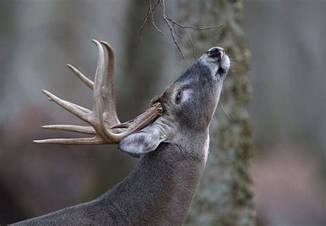 Hunting Deer In The Wind Mossy Oak