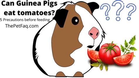 Guinea Pig Food List Printable Pdf Pink And Blue Bundle Ph