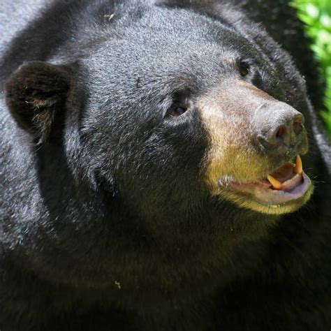 Best Black Bear Face Close Up Stock Photos Pictures