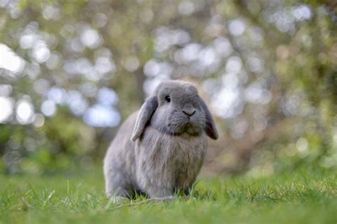 43 Rabbit Breeds To Keep As Pets