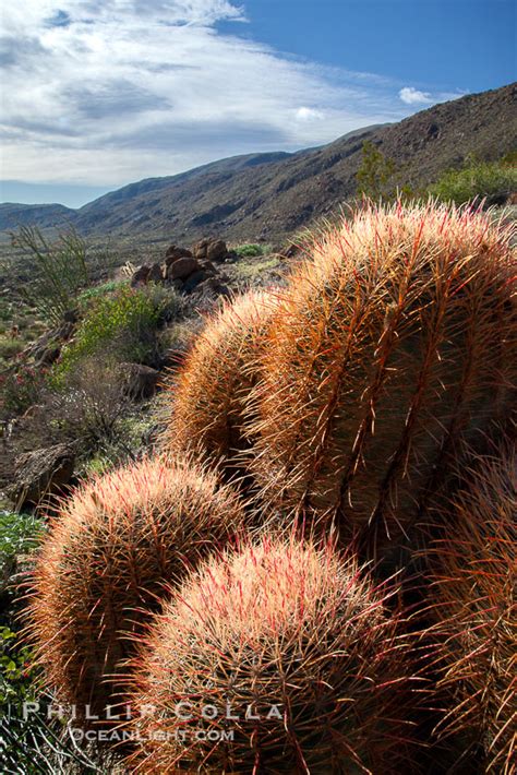 Red Barrel Cactus Ferocactus Cylindraceus Photo Anza Borrego Desert