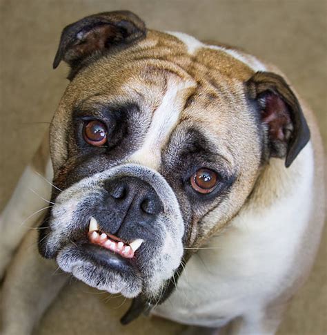 Best Bulldog Underbite Stock Photos Pictures And Royalty Free Images