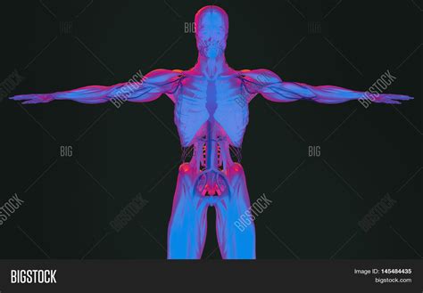 Human Anatomy Back Image And Photo Free Trial Bigstock