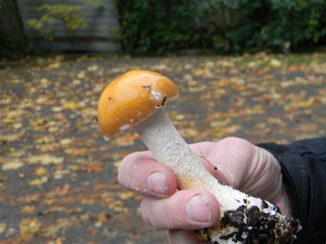 Mushroom Identification Walk Cultivating Local Yokals