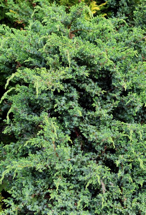 Der wacholder (juniperus communis l.), genauer dessen beeren, wirken sanft entwässernd und können schon beim kleinsten hinweis auf eine blasenentzündung helfen. Gemeiner Wacholder (Juniperus communis) | Garten Wissen