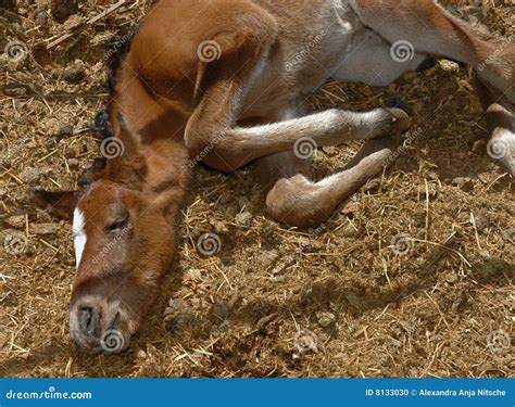 Newborn Foal Stock Photo Image 8133030